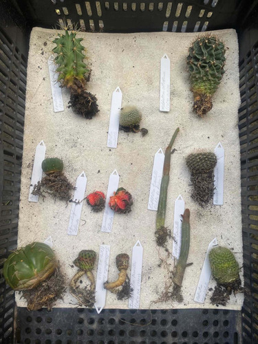 Astrophytum Tricostatum 3 Quinas Myriostigma Raro 2 Anos