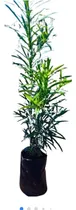 Comprar Mudas De Podocarpo P\u002F Jardinagem Em Geral : 20 Unidades