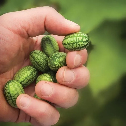 Semillas De Cucamelon! Sandía Ratón! Exótica Para Tu Huerta!