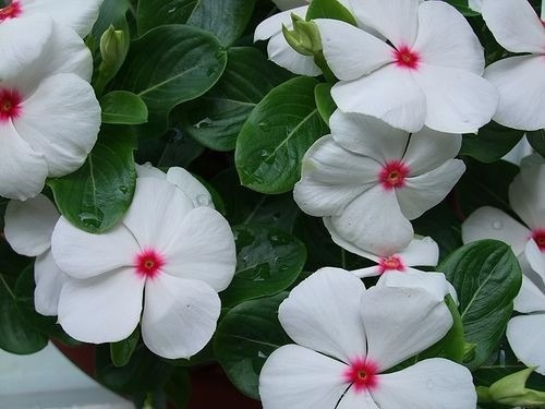 Vinca Sortida Impatiens Flor Sementes Para Mudas | MercadoLivre