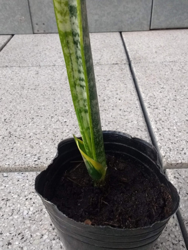 Planta Lengua D Suegra Sansevieria Purif Aire D Toxinas 54cm