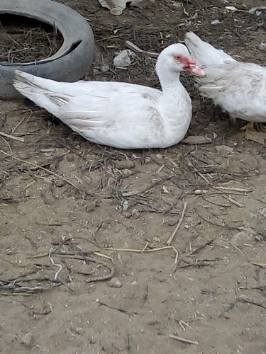 Pareja De Patos De 5 Meses 