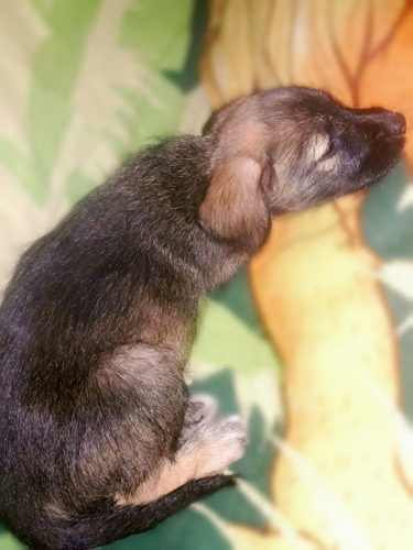 Imagen 6 de 7 de Cachorras - Adopción