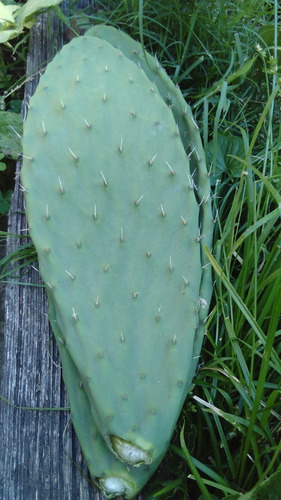 Hoja Para Consumo Cactus Nopal O.ficus Indica