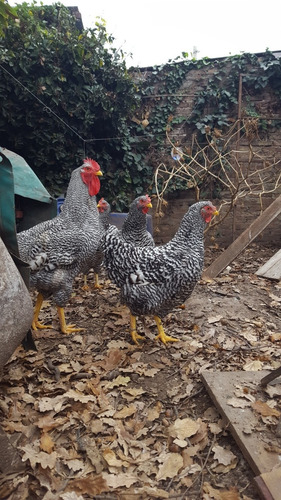 3 Gallinas Y 1 Gallo Plymouth Rock Barrada Anillados Puros
