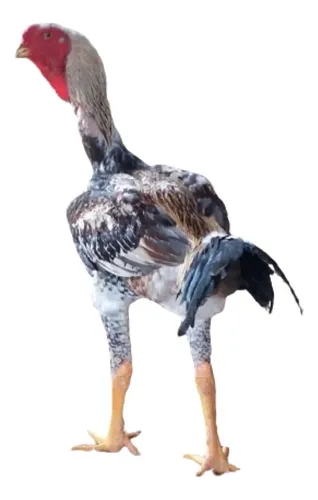 comprar Ovos Galados Índio Gigante 10 Ovos