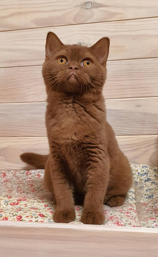 Filhotes Gatos Raça British Shorthair Fêmea - Cor Canela