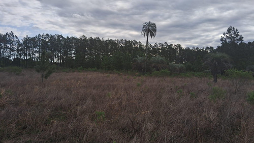 Campo En Osvaldo Magnasco