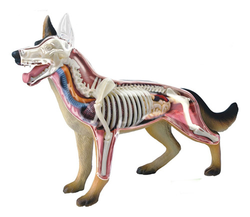 Maqueta Anatómica De Perro, Rompecabezas, Montaje De Rompeca