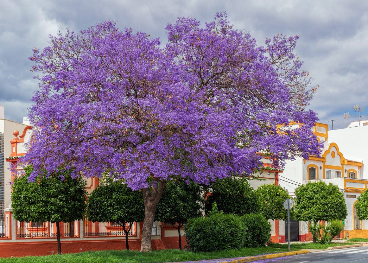 700 Semillas De Árbol De Jacaranda Hermos Garantizado Mercado Libre
