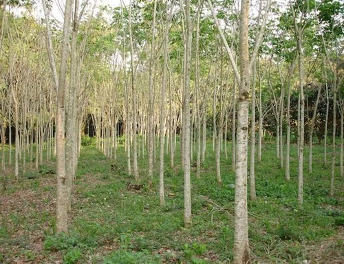250 Semillas De Cedro Rojo Americano Cedrela Odorata