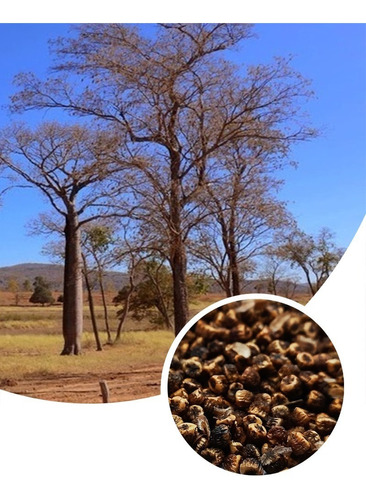 Kit Sementes De Aroeira, Mulungu, Amburana, Mutambo E Cassia