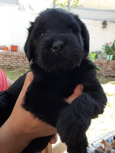 Schnauzer Gigante Negro