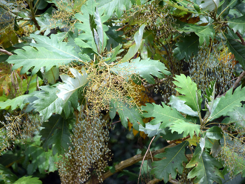 50 Semillas De Llora Sangre Palo Amarillo Árbol Exótico