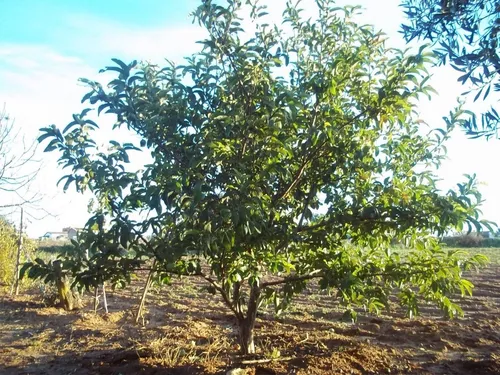1.950 Semillas De Árbol Guayaba Roja