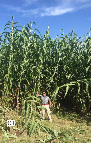 Super Sorgo Se19 20 Kg Para 4 Hectareas