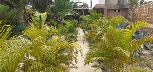 Imagen 13 de 27 de Casa Ideal Para Posada Boca De Uchire Itsmo Caribe Salida A La Playa