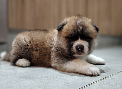 Cachorros Akita Inu