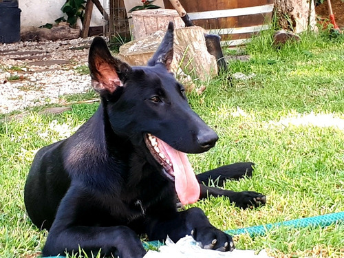 Pastor Belga Malinois