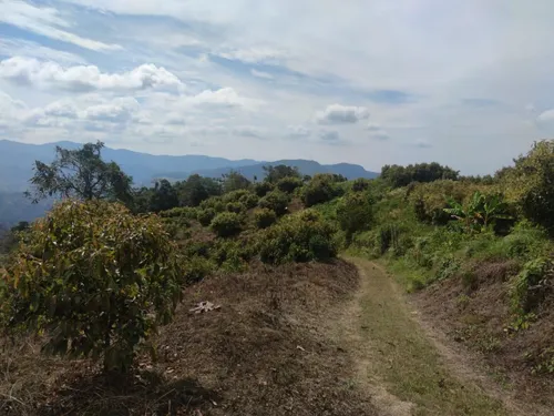 Vendo Finca De 45 Hectares O 71 Cuadras Sembradas En Aguacate Hass En Genova Quindio
