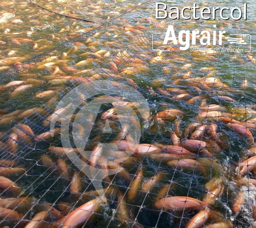 Imagen 6 de 6 de Bactercol Plus Por Galón - L a $26750