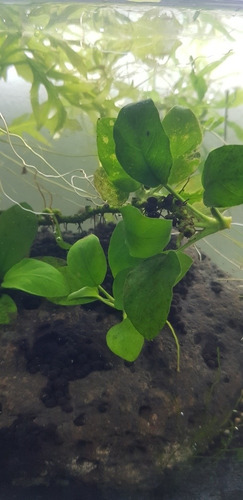 Imagen 2 de 4 de Planta Acuatica Anubia