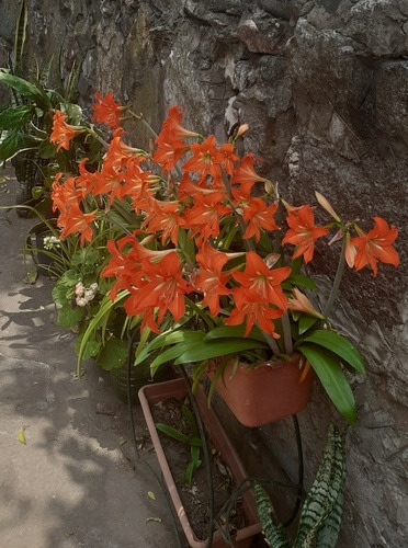 Lote De 3 Bulbos De Hippeastrum Petiolatum O Azucena (Usado)