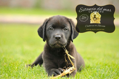 Maravillosos Ejemplares De Cachorros Labrador, Unicos