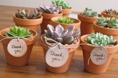 Imagen 9 de 10 de Recuerdos Plantas, Cactus Y Suculentas, Souvenirs, Barro