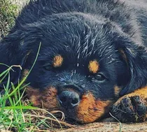 Comprar Cachorros De Rottweiler , Pedrigee Internacional 