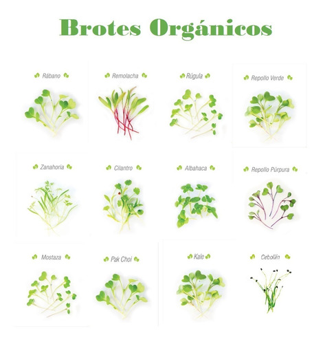 Brotes Germinados Organicas 75 Gramos