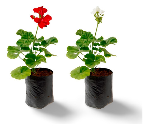 Planta Gitanillas Hojas Blancas