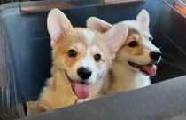 Comprar Último Cachorro Corgi De Pembroke, Imperdible!!!! Rojo Y Blanco