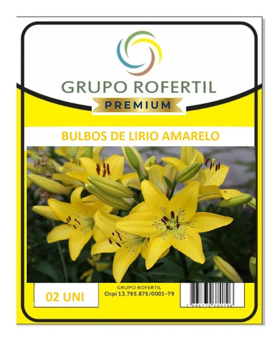 3 Mudas Lírio Amarelo Hemerocallis Flava | Parcelamento sem juros