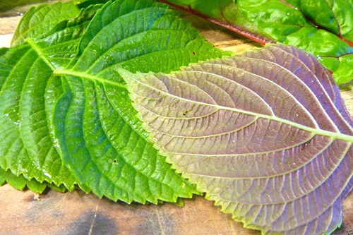 100 Semillas Perilla Shiso Verde O Rojo Envío Gratis