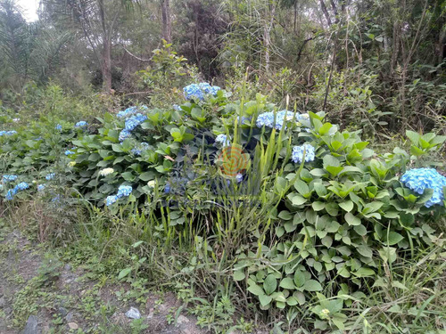 Imagem 10 de 10 de Chácara À Venda Na Avenquinha - Campo Alegre/sc - 106