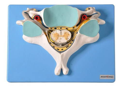 Corte Transversal Da Quinta Vértebra Cervical Com Medula