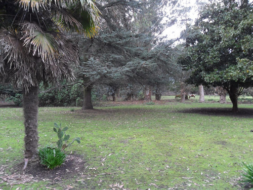Imagen 3 de 30 de Latorre Prop Vende Campo De 4 Hectareas,cerca De La Ruta 11,del Mar Y Playas,varios Usos,hermosa Arboleda