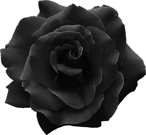 Ramo De Rosas Negras Flores Naturales Envios A Domicilio | MercadoLibre Ramo De Rosas Negras Flores Naturales Envios A Domicilio | MercadoLibre