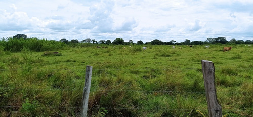 Imagen 11 de 17 de Finca En Cojedes En Venta, Berenice Martinez 04244041893 Cl-bm491
