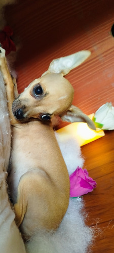 Chihuahua Beige 