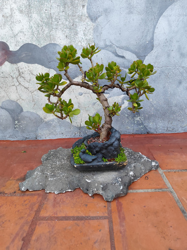 Bonsai Árbol De Jade