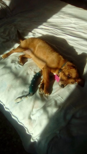 Imagen 3 de 9 de Alojamiento Individual Para Perros Pequeños En Casa Familia