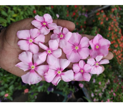 48 Sementes Especiais Vinca De Madagascar Icy Pink.