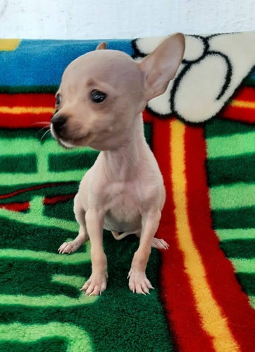 Chihuahua Cachorros Cabeza De Manzana Vip Característico