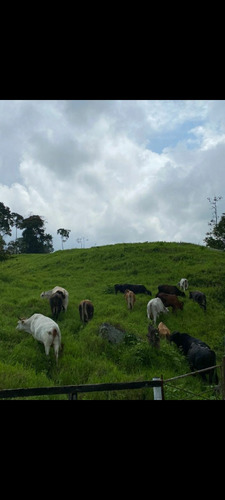 Excelente Finca En Chiguara Mérida