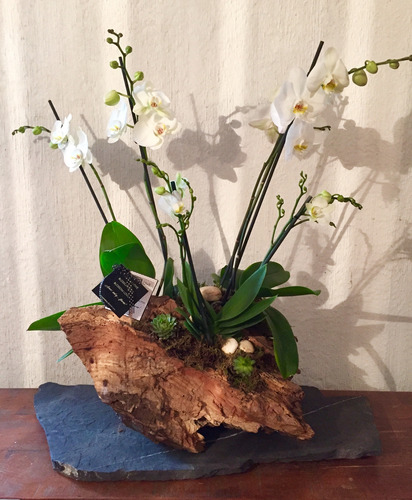 Orquídea Arreglo Floral (6 Varas) Y Suculentas En Tronco