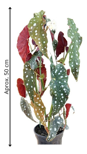 Planta Begonia Maculata Urban Jungle Folhagens Interior