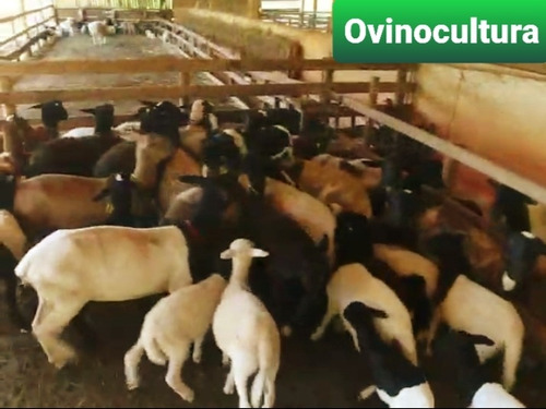 Imagem 2 de 15 de Fazenda, Para Venda Em Fervedouro/mg - Coffeefarm730