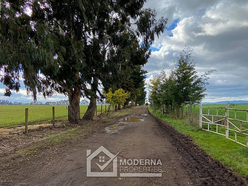 Campo 964 Ha. Con Uva, Forestal Y Forraje
